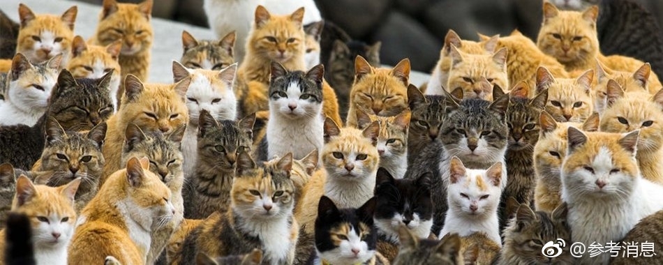 那些可怜的 “ 喵星人 ” 最初被寄养在动物园，随后被 “ 三千万之友基金会 ” 安排到大巴黎郊区的一处宠物庇护所暂住，基金会的调查负责人洛姆 ( Arnauld Lhomme ) 表示，他们将筹集费用给这些猫做绝育、驱虫等，并植入芯片，但最终它们还得找到寄养的 “ 下家 ”，基金会并没有能力持久照顾如此数量的收容猫。