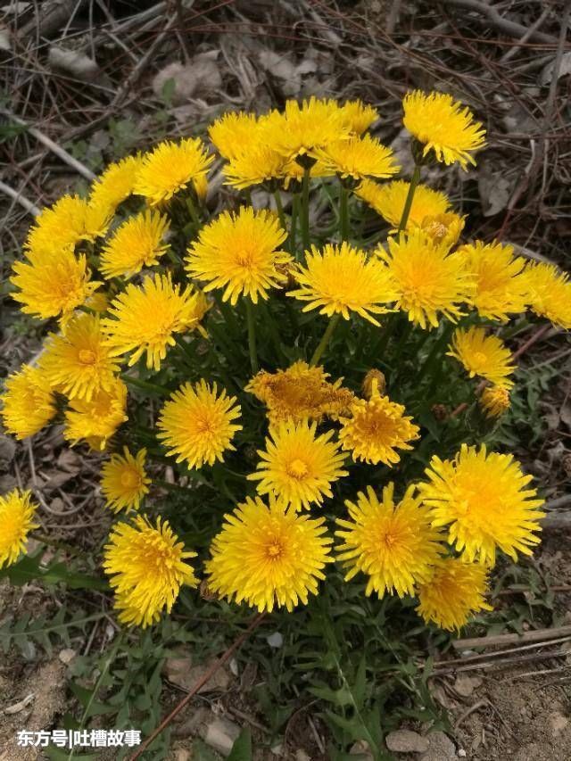 老中医建议;常喝蒲公英茶有以下益处,但要注意