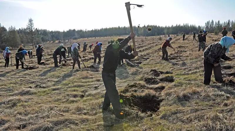 三代人接力造林让荒原变 三代人接力造林让荒原变