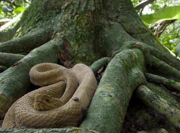 世界上最令人头皮发麻的三大蛇岛,第二个在中