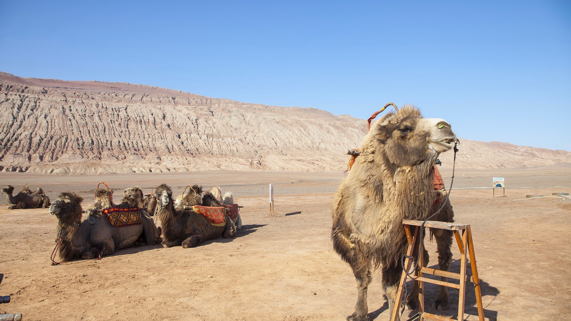 博物馆奇幻发掘!吐鲁番史上最帅讲解员 博物馆奇幻发掘!吐鲁番史上最帅讲解员