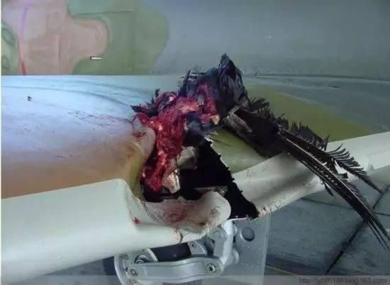 撞鸟返航,美国西南航空再出事故!飞机撞鸟到底