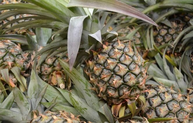 海南万宁将种植优良新品种菠萝8000亩