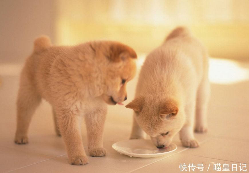 人吃咸了会喝水,狗狗吃咸了怎么办?盘点狗狗吃