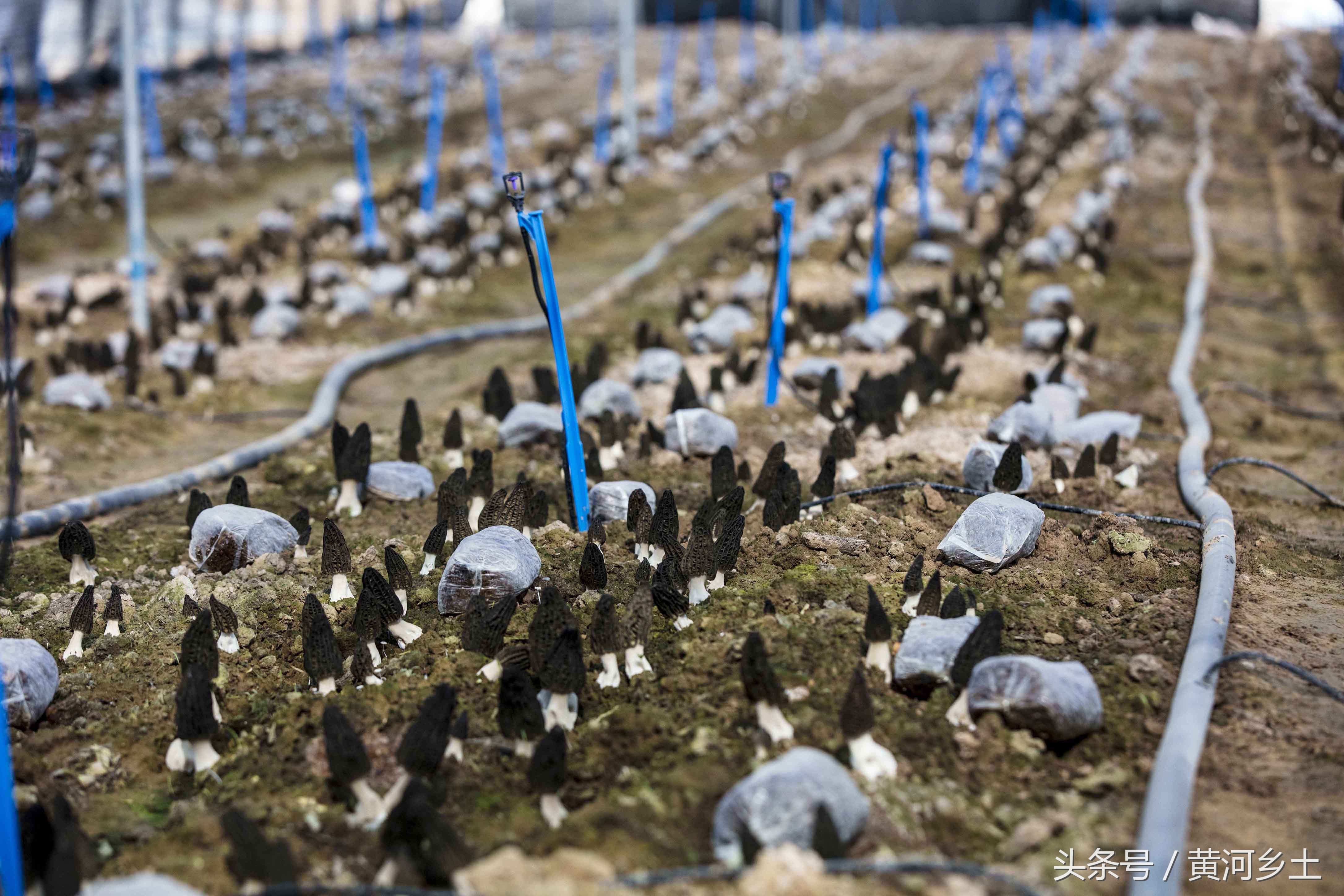 山西运城大学生荒坡上创业种出一斤上千元的蘑菇,一年收入上百万