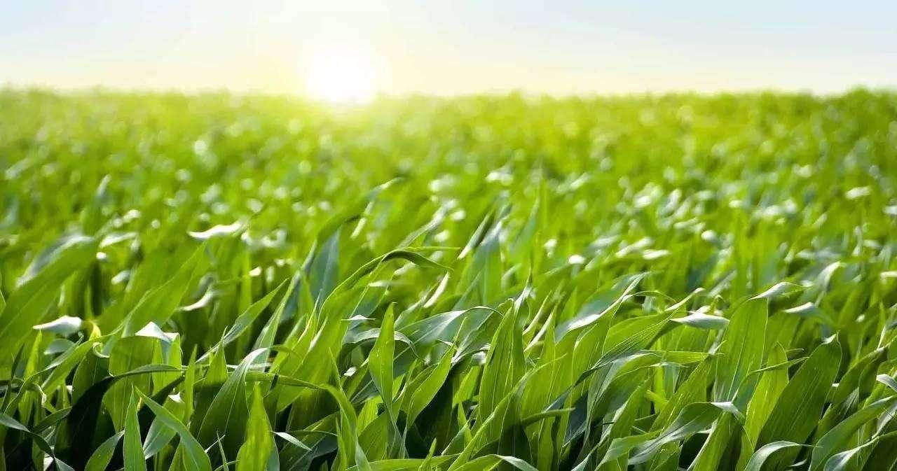 老赖拖到贷款平台倒闭就真的不用还钱了吗?