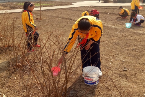荆家镇陈桥小学开展学雷锋我为校园填绿色活