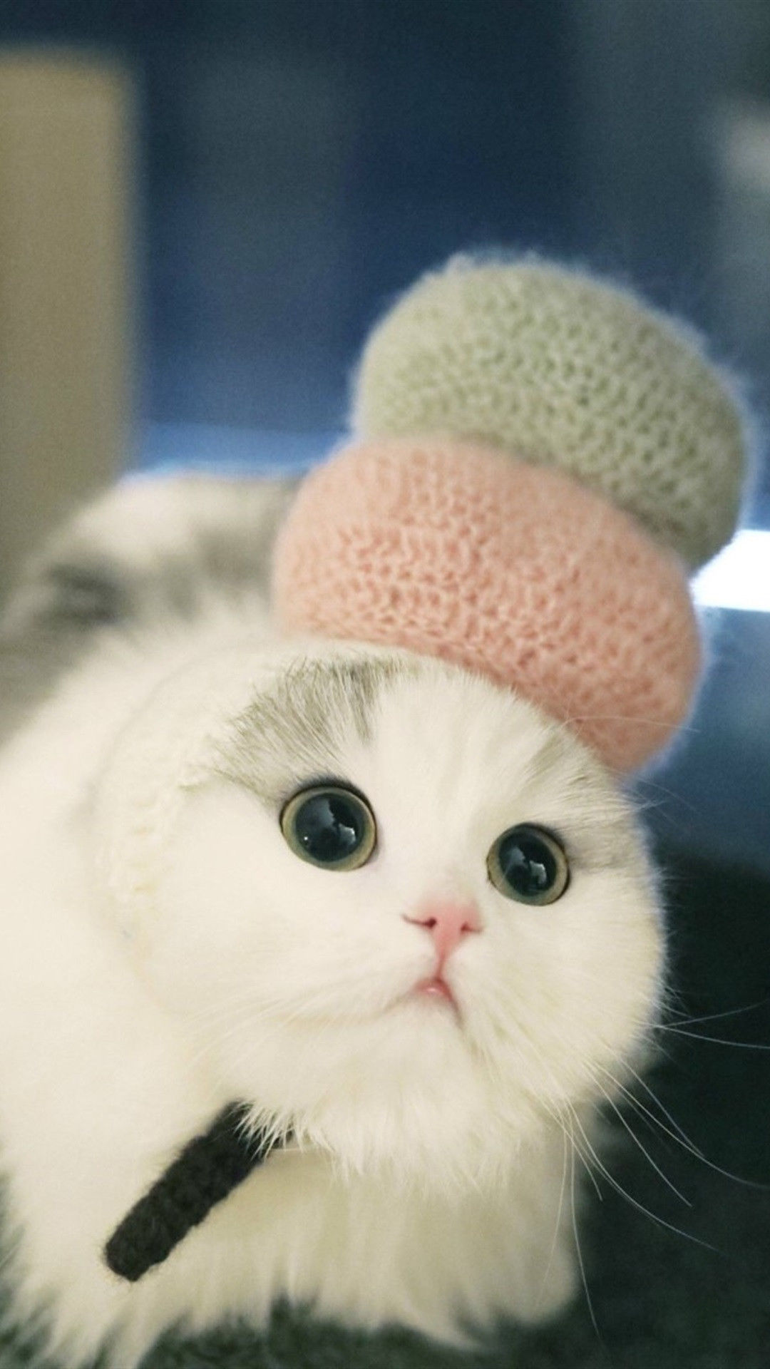 可爱萌宠猫咪图片手机壁纸