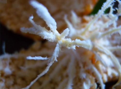 吃完橘子别扔皮,它才是最养生的宝贝!但有几个