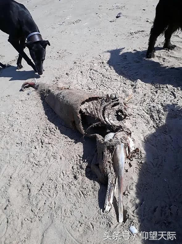 海怪之谜!一个神秘的"怪物"被冲上英国海岸,专家们困惑不已