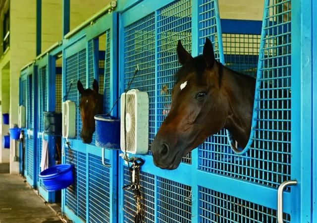 海南赛马发展前景如何