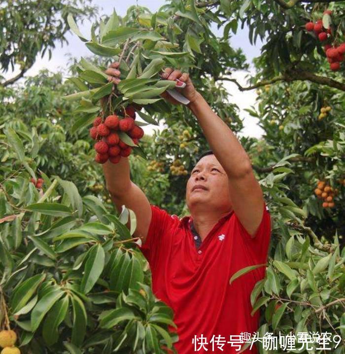 农民种植的无核荔枝,一斤50元,亩产千斤,年赚