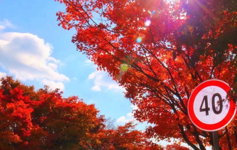 本科毕业六年后仍顺利申请韩国启明大学研究生