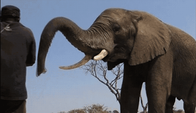 您知道在非洲怎样分辨大象公母吗?