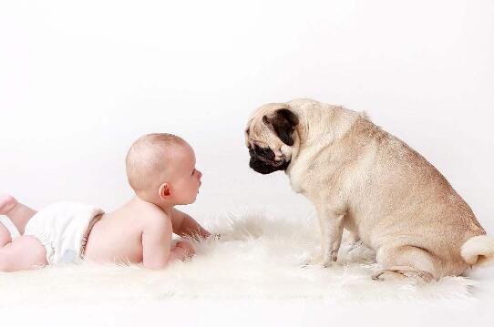 2018年狗宝宝农历几月出生最好,2018年狗宝宝