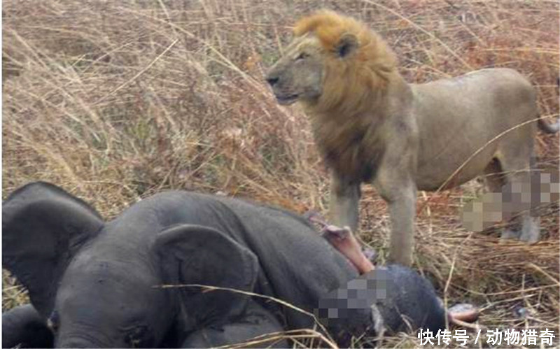 狮子用尽洪荒之力捕杀一头大象,为了方便进食