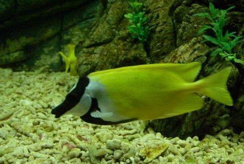 地球上10大最美丽好养的观赏鱼,孔雀鱼第六,小