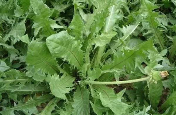 这种野菜可以做成玉米饼子,好吃又健康,还有治疗白癜风的功效!