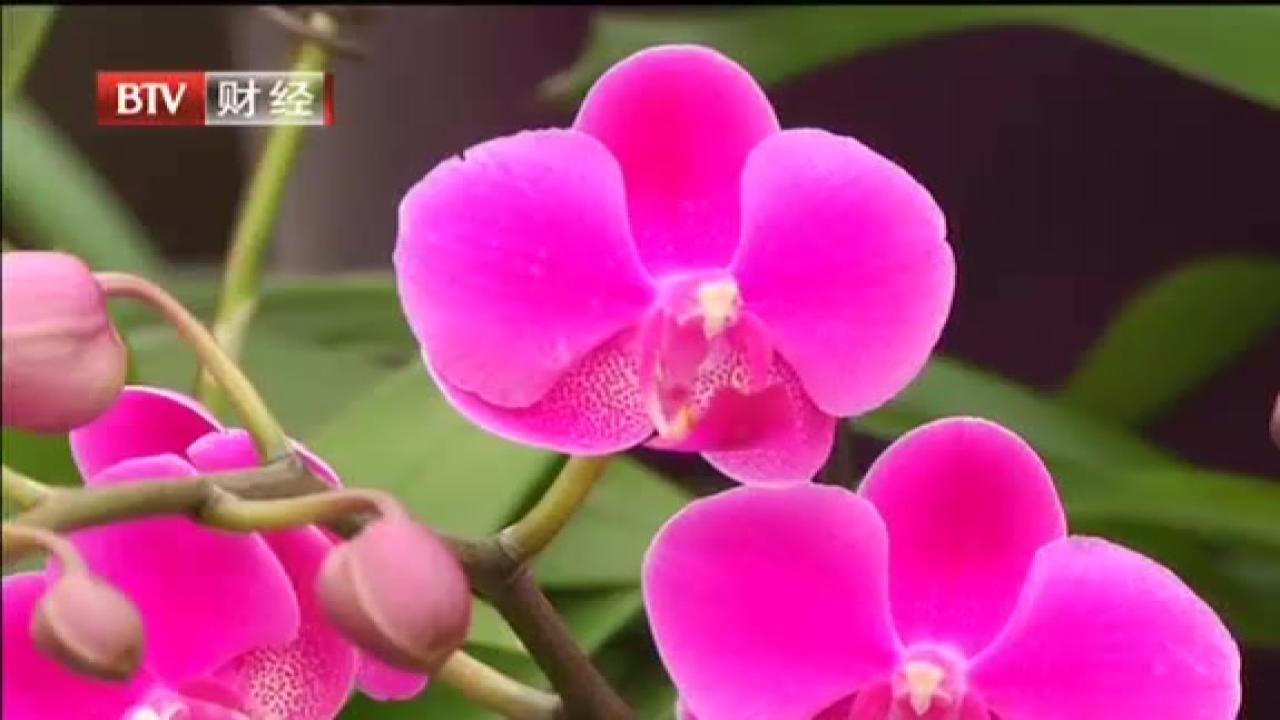 年后小型花卉走俏  线上消费渐成趋势