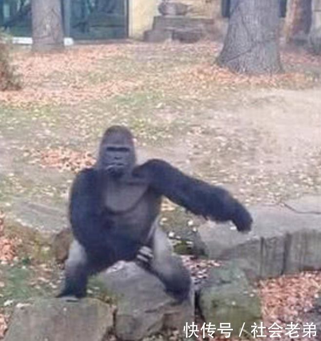 大猩猩听到游客尖叫声,抓起东西扔向人群,众人