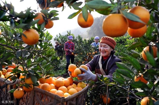 宜昌秭归脐橙上马云阿里巴巴,比商场强,大数据
