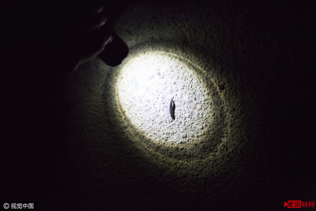 岳桦自2014年起开始关注全国各地络绎不绝的萤火虫展,他回到他的家乡宁都对萤火虫的捕捉和交易进行了调查。在南昌近日举行的一场放飞活动中,他站在活动现场的售票处劝告人们不要买票,不要成为助推野外捕捉的参与者,但应者寥寥。岳桦自2014年起开始关注全国各地络绎不绝的萤火虫展,他回到他的家乡宁都对萤火虫的捕捉和交易进行了调查。去年他和几位志愿者成立了名为“萤火虫生态线”的志愿者组织,旨在保护萤火虫野外种群和栖息地。据他们统计,去年和今年各地的展览都不少于80场。他们还统计了淘宝上那些可见的小宗交易,结果是,绝大多数供展出的虫子都来自于他的家乡宁都。