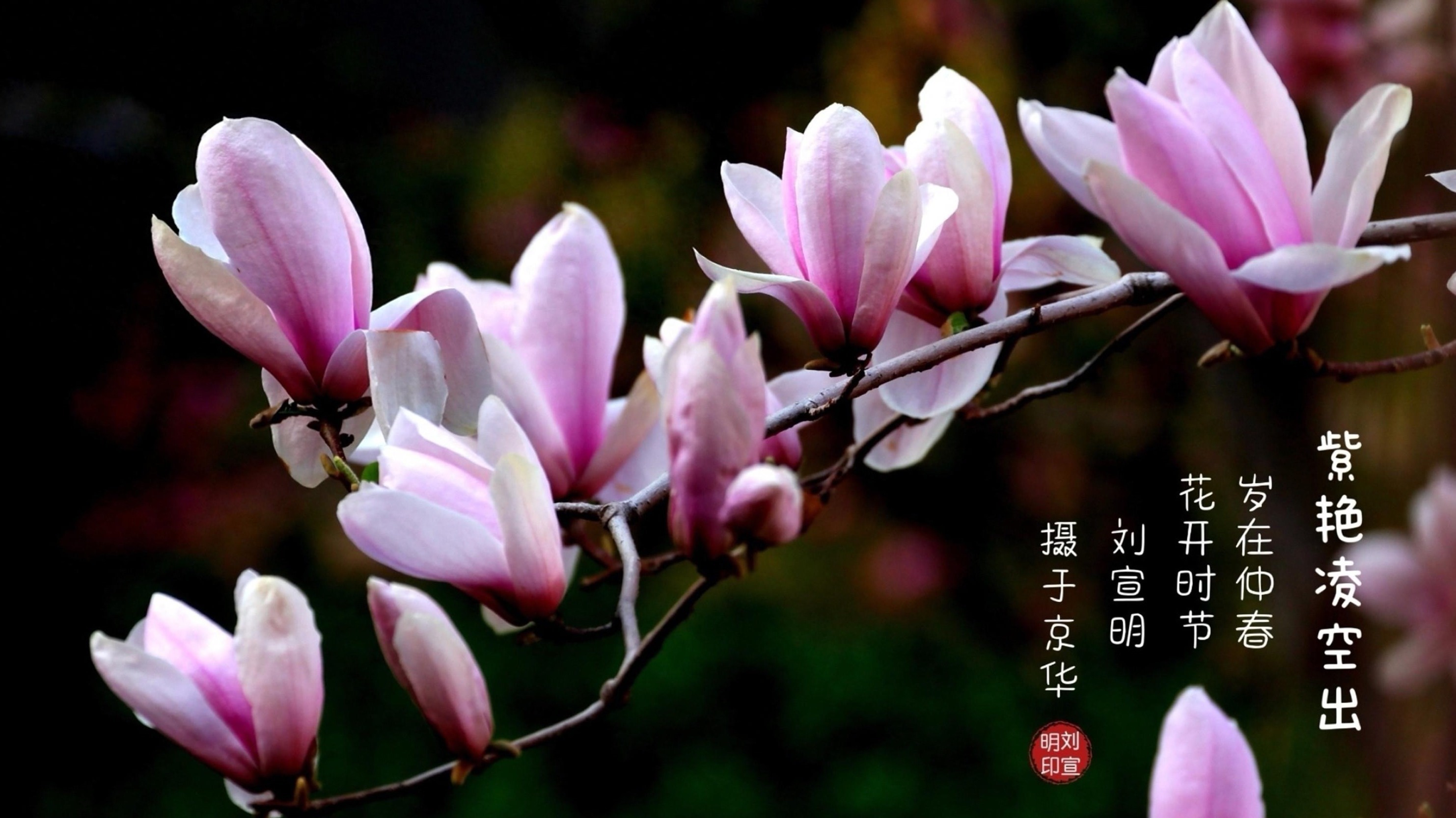 石景山区摄协举办“玉兰主题”摄影作品展 石景山区摄协举办“玉兰主题”摄影作品展