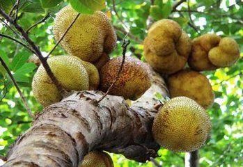 农村有种奇葩果树,不砍上几刀居然不结果,你知