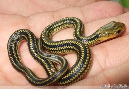 为什么在农村蛇入进家里千万不能打死?看完涨