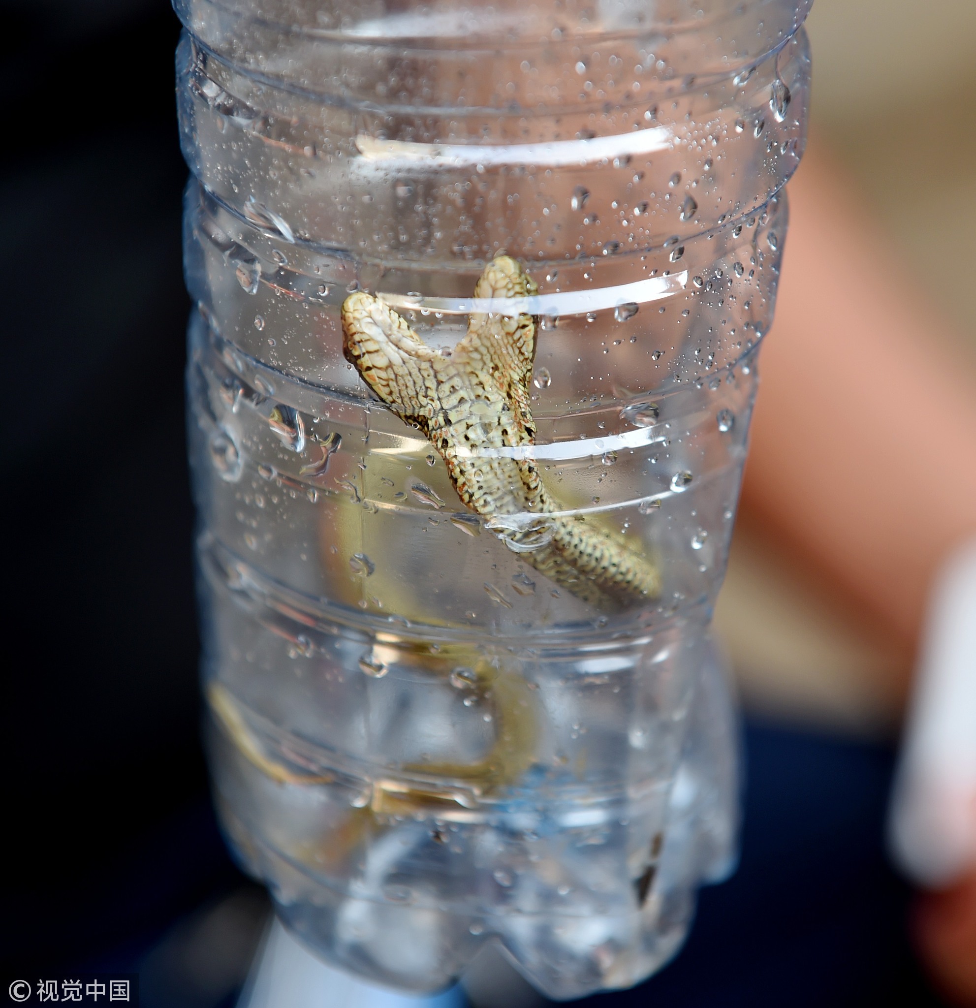 这条罕见的双头蛇会不会有毒？洛阳市周山森林公园野生动物救助站负责人孙先利向有关专家咨询这条双头蛇的品种。专家根据照片和视频推测，这条蛇应该是白条锦蛇，无毒。
