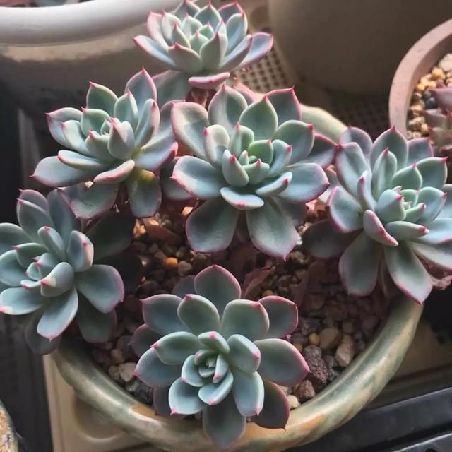 到底什么原因,会造成多肉植物叶子一碰就掉?