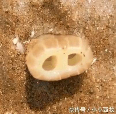 男子在沙滩上发现一个会动的猪鼻子, 走近细看