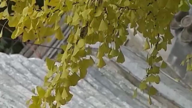 《首都经济报道》20181030秋游北京：探访1400多岁银杏树