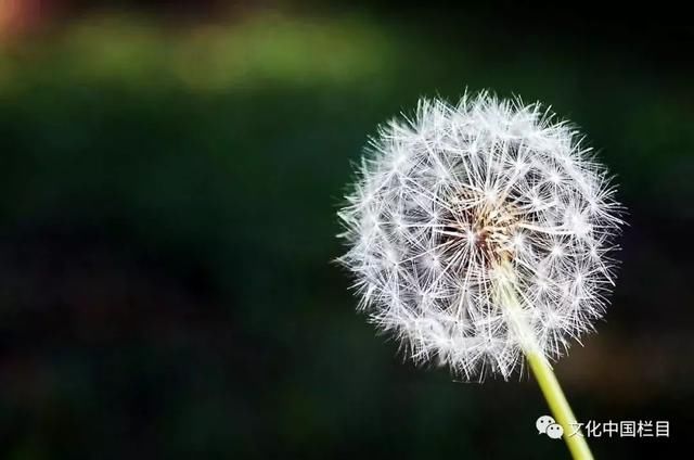 中国风|八句诗词,字字珠玑,写尽人生