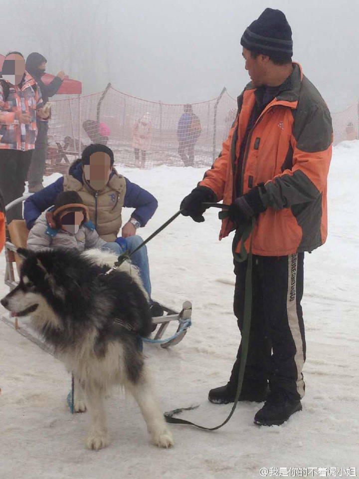 项目曾被批评和曝光，首都爱护动物协会：只有12只才可以用来拉雪橇。“西岭雪山是个美丽的的地方，有很多很多有趣的景点，没有必要用这种方式吸引人。”配文的末尾，这名游客还呼吁到：“狗狗们是聪明的，让人惊叹的生物，他们值得被善待。”