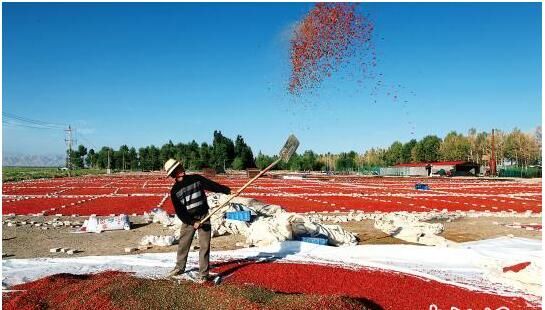 青海柴达木枸杞发展十年产值增加65倍