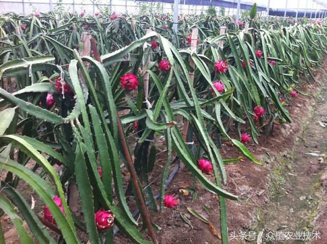 火龙果高产建园要诀!如何合理安排灌溉和排水