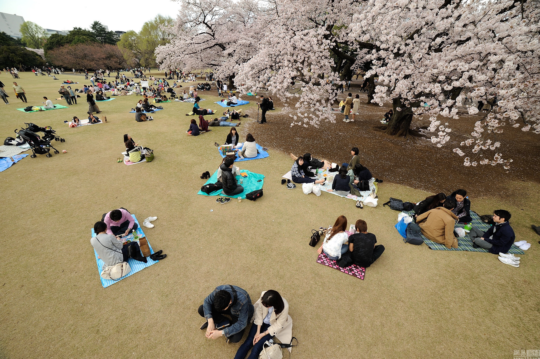 日本迎来赏樱季 男女老少欢聚樱花树下