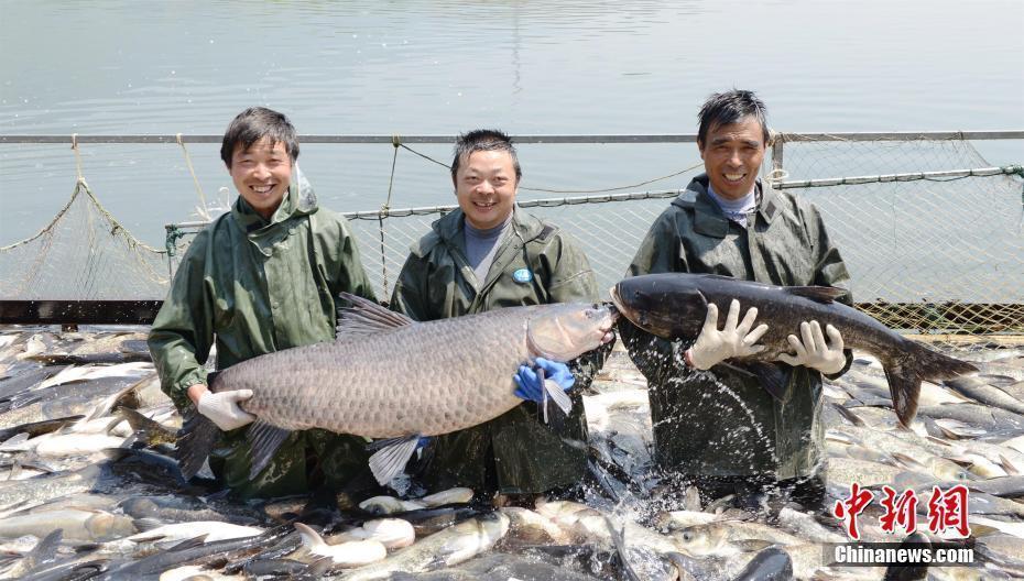 湖北保康渔民捕获108斤大青鱼