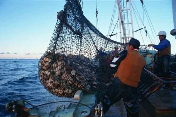 军演炸死的鱼咋处理? 渔民冒死打捞