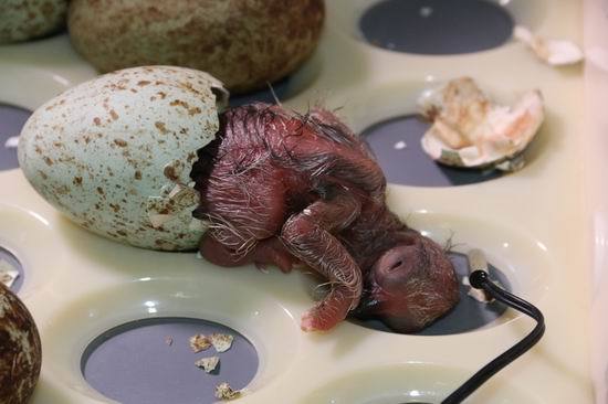 我国西南地区首只全人工孵化的朱鹮宝宝诞生(图)