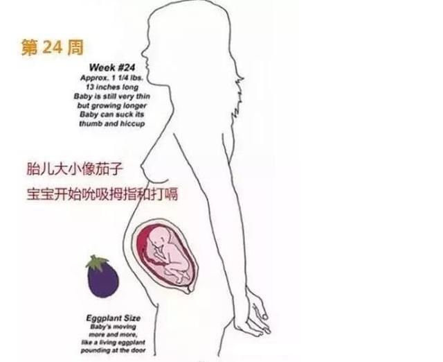 怀胎十月胎儿发育全过程图解,快看看宝宝长成