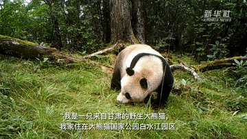 大熊猫母子嬉戏、金丝猴温情拥抱……围观野生动物出镜“名场面” 大熊猫母子嬉戏、金丝猴温情拥抱……围观野生动物出镜“名场面”