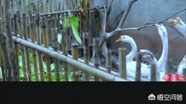 看了李子柒的微博，惊为天人