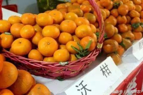 武鸣沃柑远销海外,清远柑橘将扩至百万亩,行业