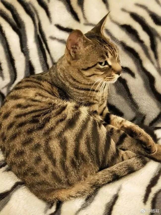 杨幂不回香港过年的真相,被她爸爸暴露了!刘恺