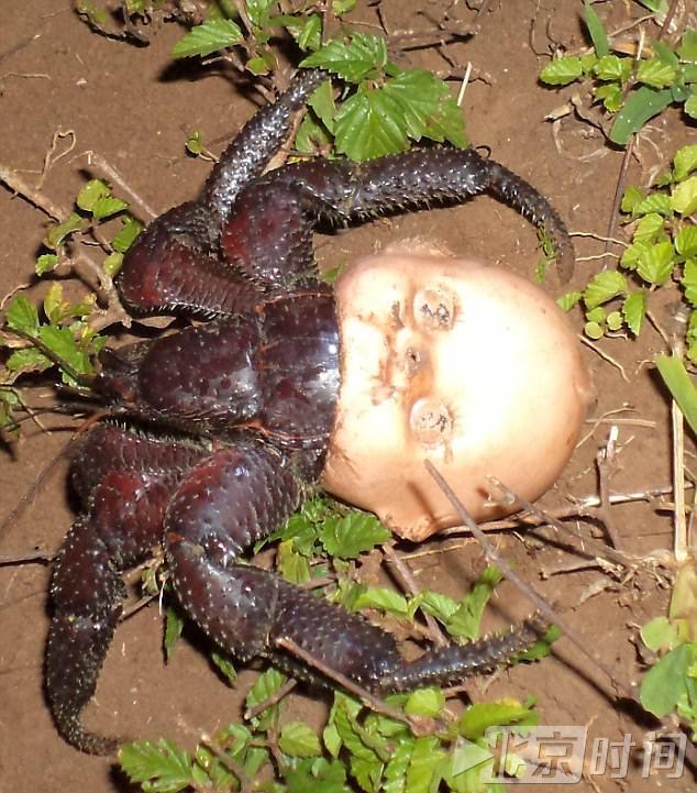 寄居蟹用娃娃头做家 令人毛骨悚然 寄居蟹用娃娃头做家 令人毛骨悚然