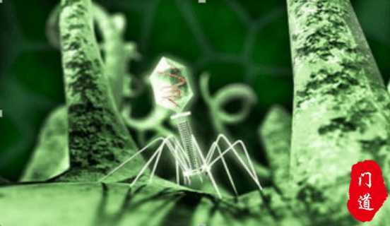 艾滋病无症状HIV感染期的潜伏期, 持续8~10