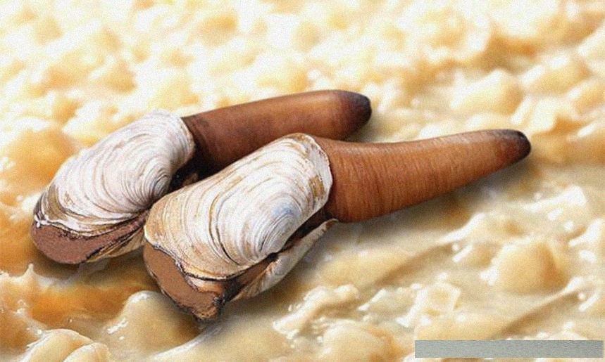 地球上寿命最长的5种动物,乌龟仅排第三,第一