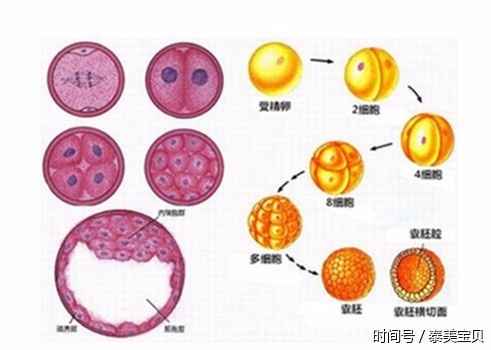 试管婴儿该不该养囊,听说囊胚移植成功率更高